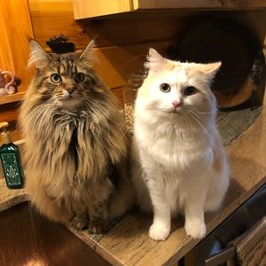 Meet your Posher, Holly